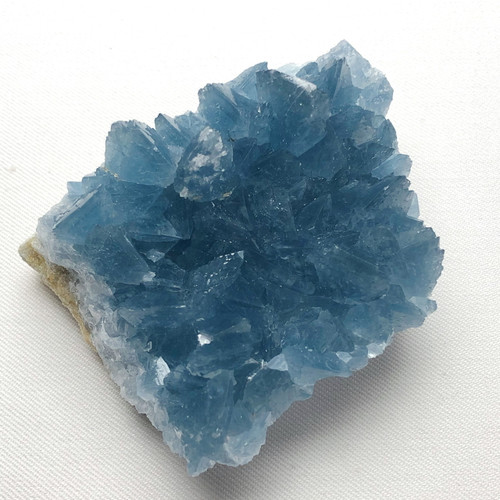 سلستین ابی